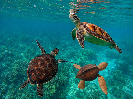 Sea Turtle vs Turtle: What's the Difference?