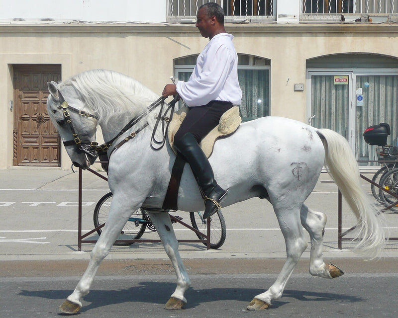Andalusian Horse