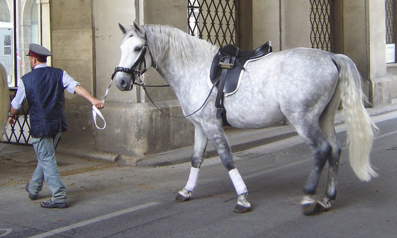 Lipizzan Horse