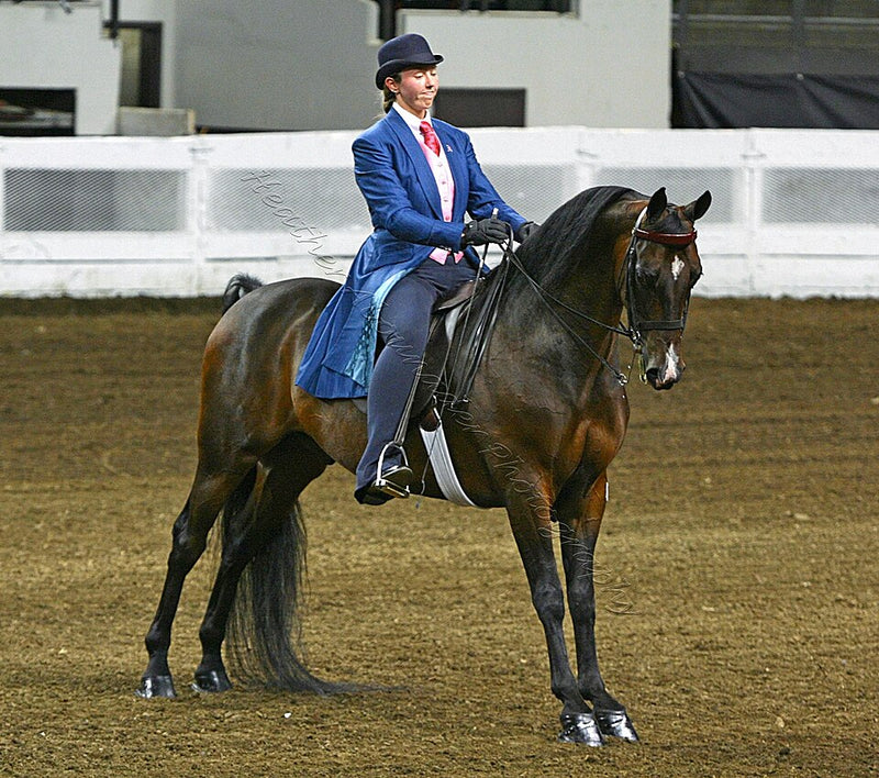Morgan Horse