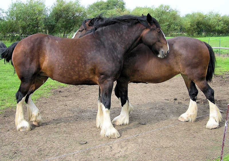 Shire Horse