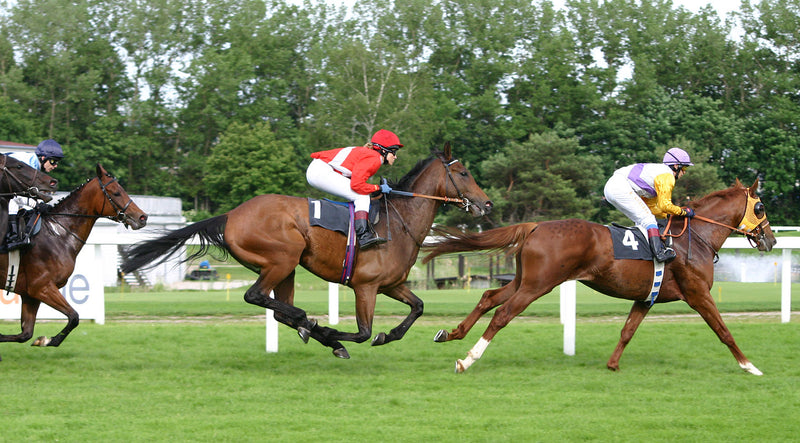 Thoroughbred